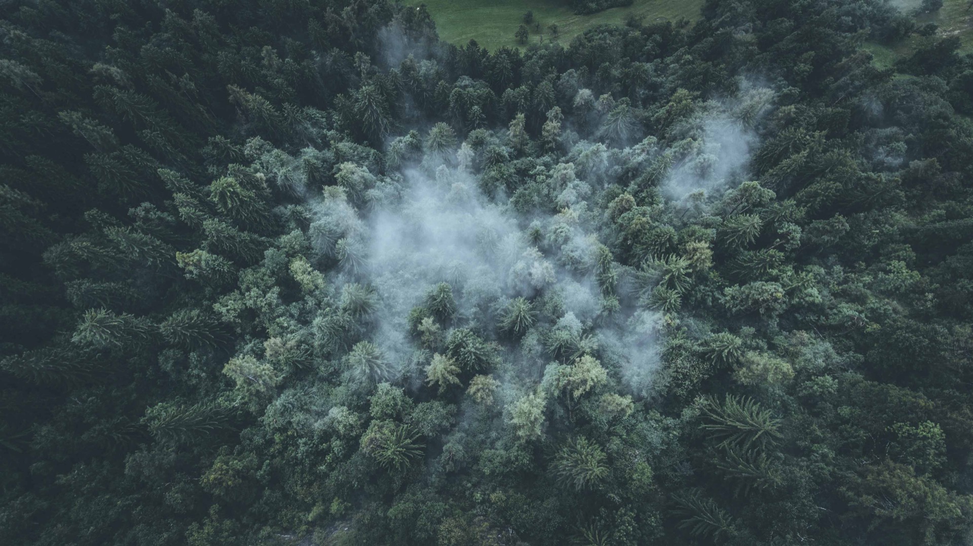 Misty forest, drone shot