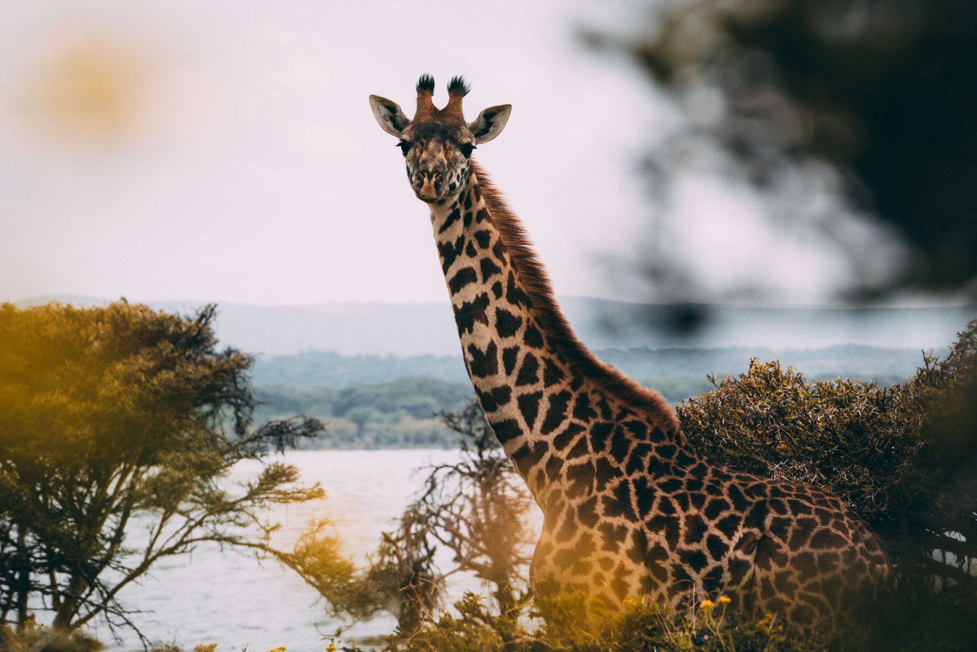 Giraffe at lake, Kenya