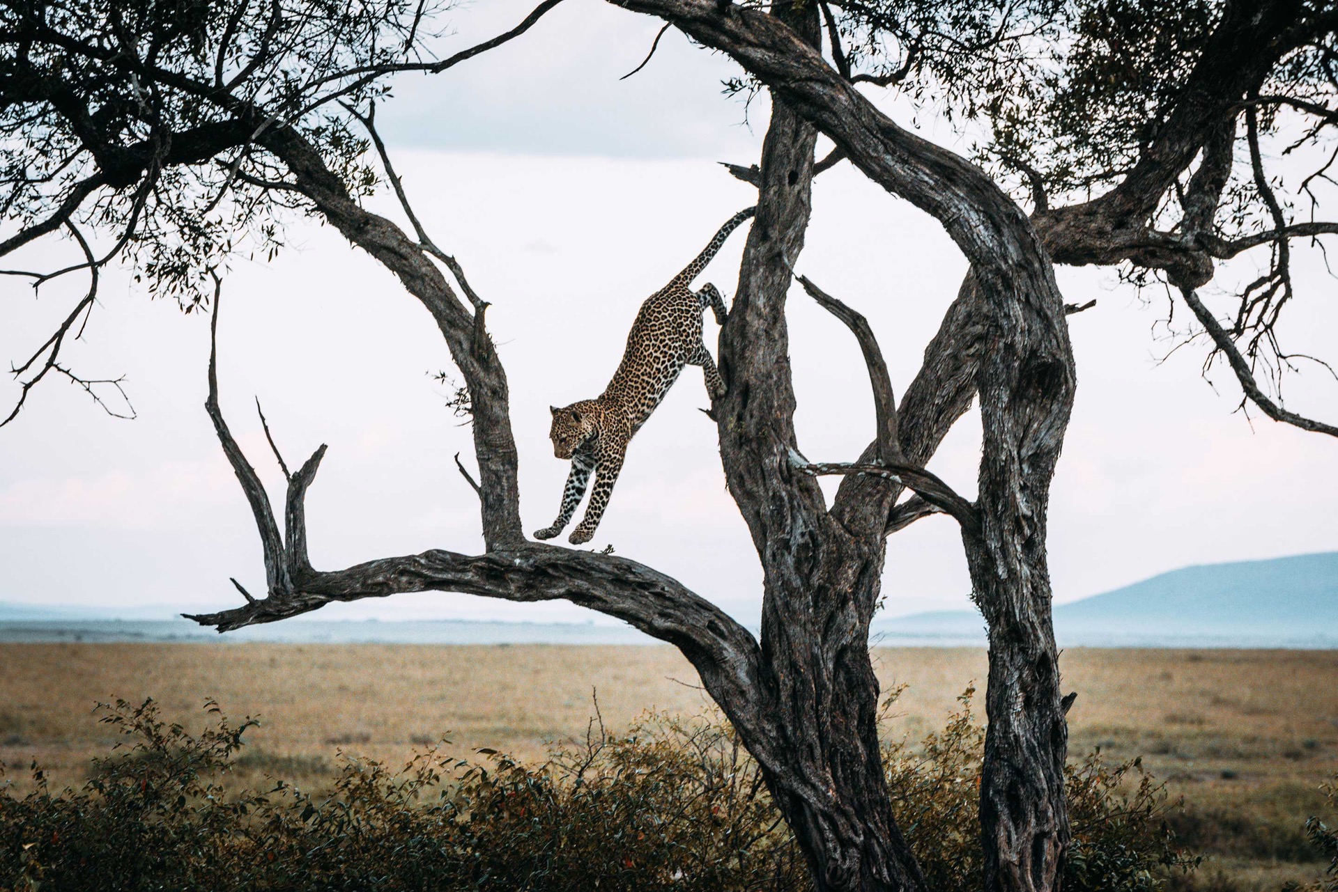 Leopard jumping from tree, Masai Mara